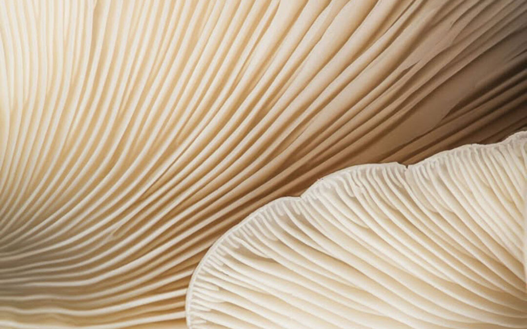 Nieuwe tips voor jouw huis, style en interieur