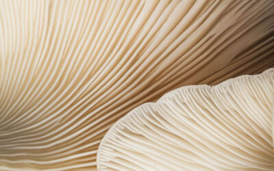 Nieuwe tips voor jouw huis, style en interieur